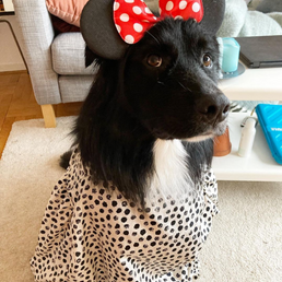 "Disney" klär ut en djurvän efter temat